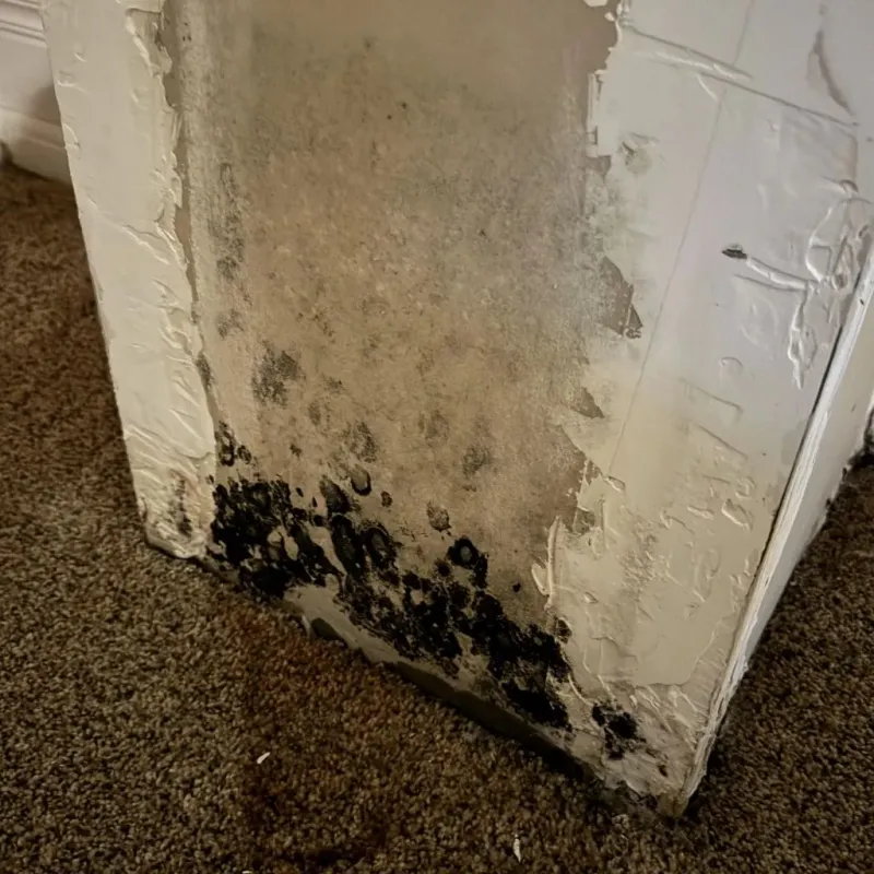 Professional Mold Removal in Dublin, CA